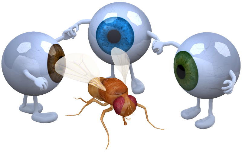 Three Eyes on Fly