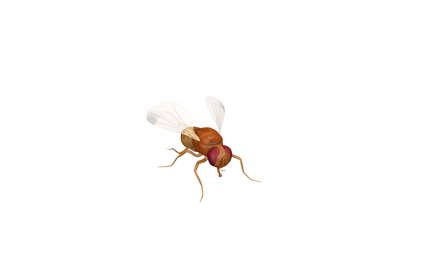 Three Eyes on Fly